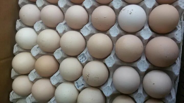Инкубационное яйцо бройлера кобб 500. Яйцо бройлера 500. Яйцо бройлера кобб 500. Яйцо бройлера 500. Маркировка инкубационного яйца росс 308 чехия.