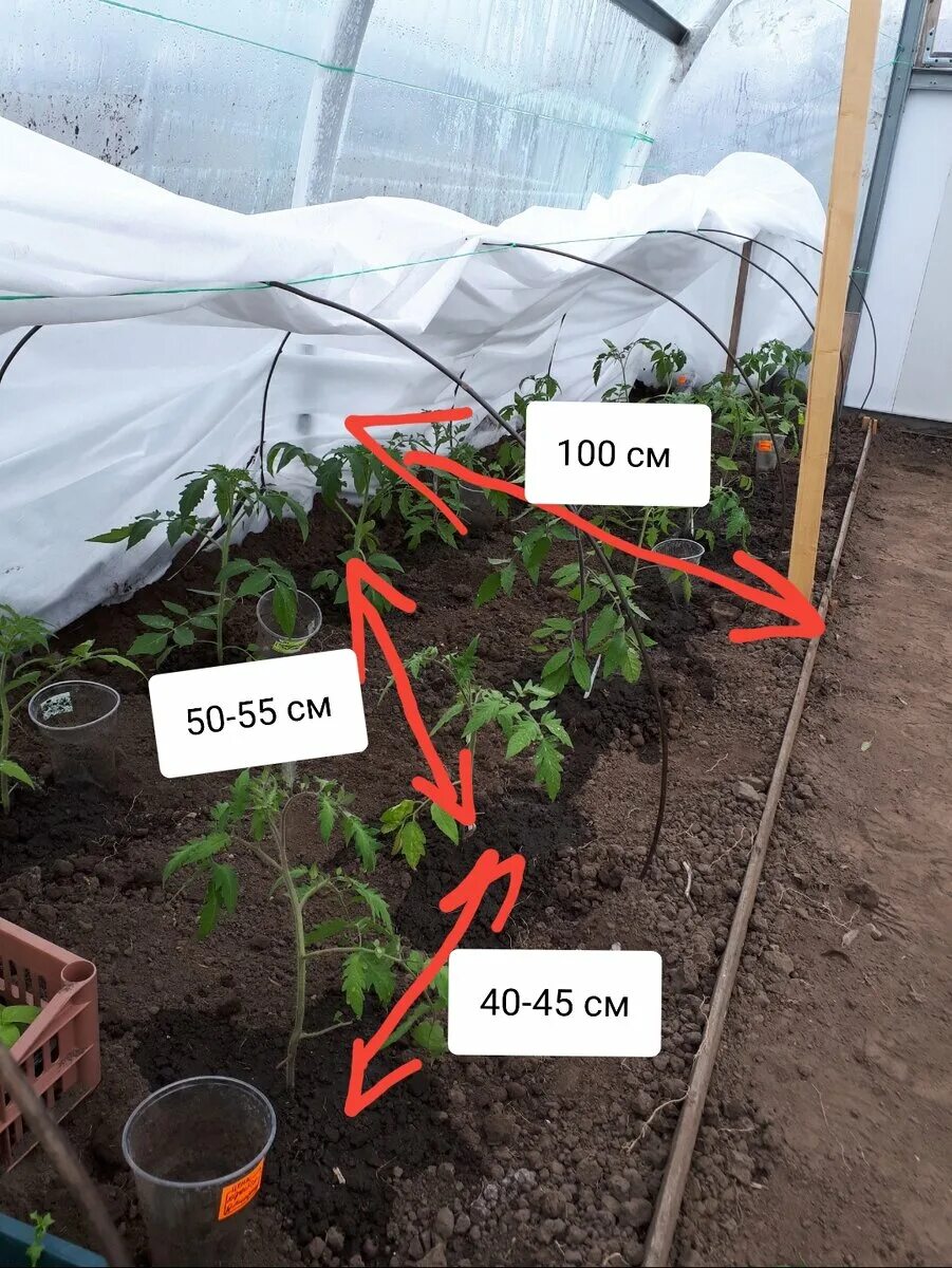 Схема посадки томатов в теплице. Схема высадки рассады помидор в теплицу. Посадка помидор в теплицу. Посадка томатов в теплицу. На каком расстоянии сажать рассаду помидор