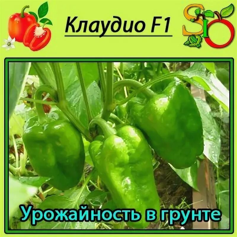 перец сладкий болгарин семена. болгарский перец сорта подарок молдовы. перец молдова описание сорта. семена перца подарок молдовы. перец сладкий богатырь русский огород.