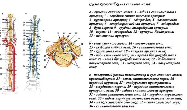 Кровообращение цнс