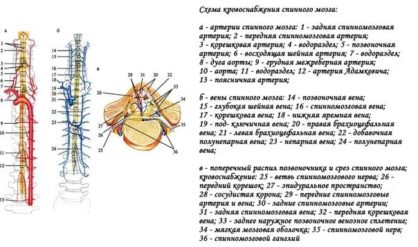 Кровоснабжение межпозвоночных дисков. Кровоснабжение спинного мозга схема. Кровоснабжение спинного мозга анатомия схема. Схема кровоснабжения головного и спинного мозга. Вены спинного мозга анатомия.