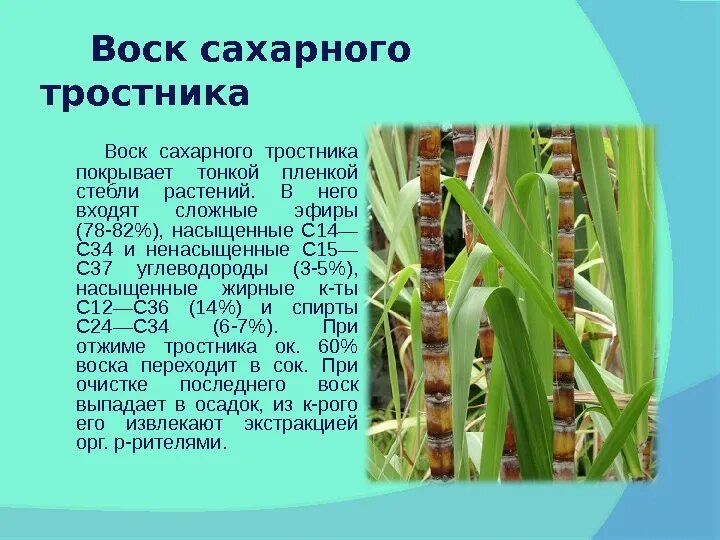 Сахарный тростник стебель Соломина. Листья сахарного тростника. Сахарный тростник строение. Сахарный тростник презентация.