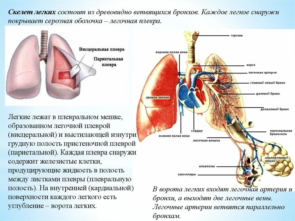 Легкие покрыты снаружи оболочкой. Легкие строение и функции анатомия. Строение и функции легкого. Строение легких и бронхов плевра. Легочная плевра строение.