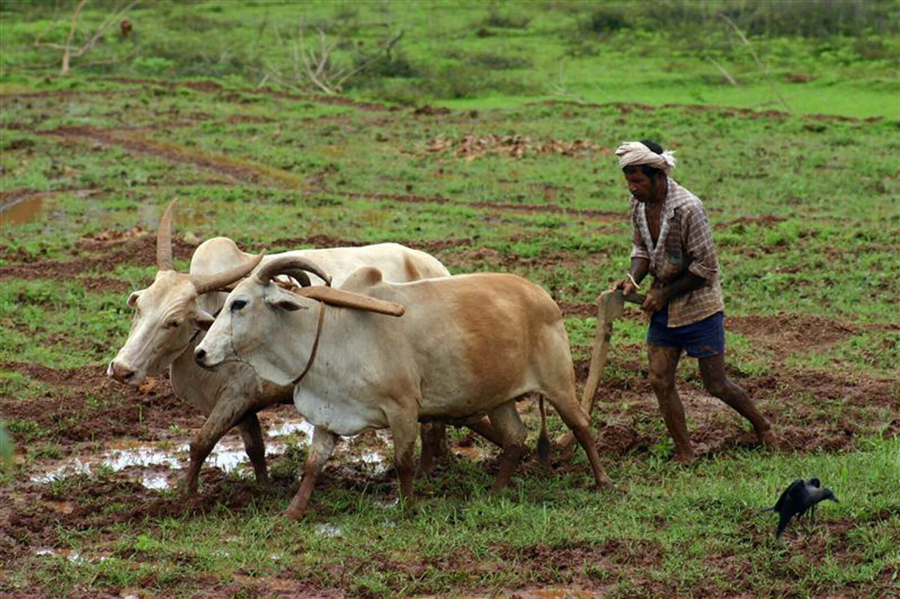 Сельскохозяйство Индии. Сельское хозяйство Индии животноводство. Скотоводство в древней Индии. Сельское хозяйство Индии Индии.