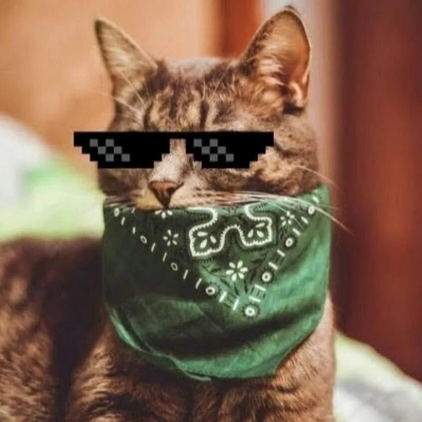 Смешной кот ватсап. Кот в повязке. котик в бандане. кот в зелёной бандане. крутой кот.