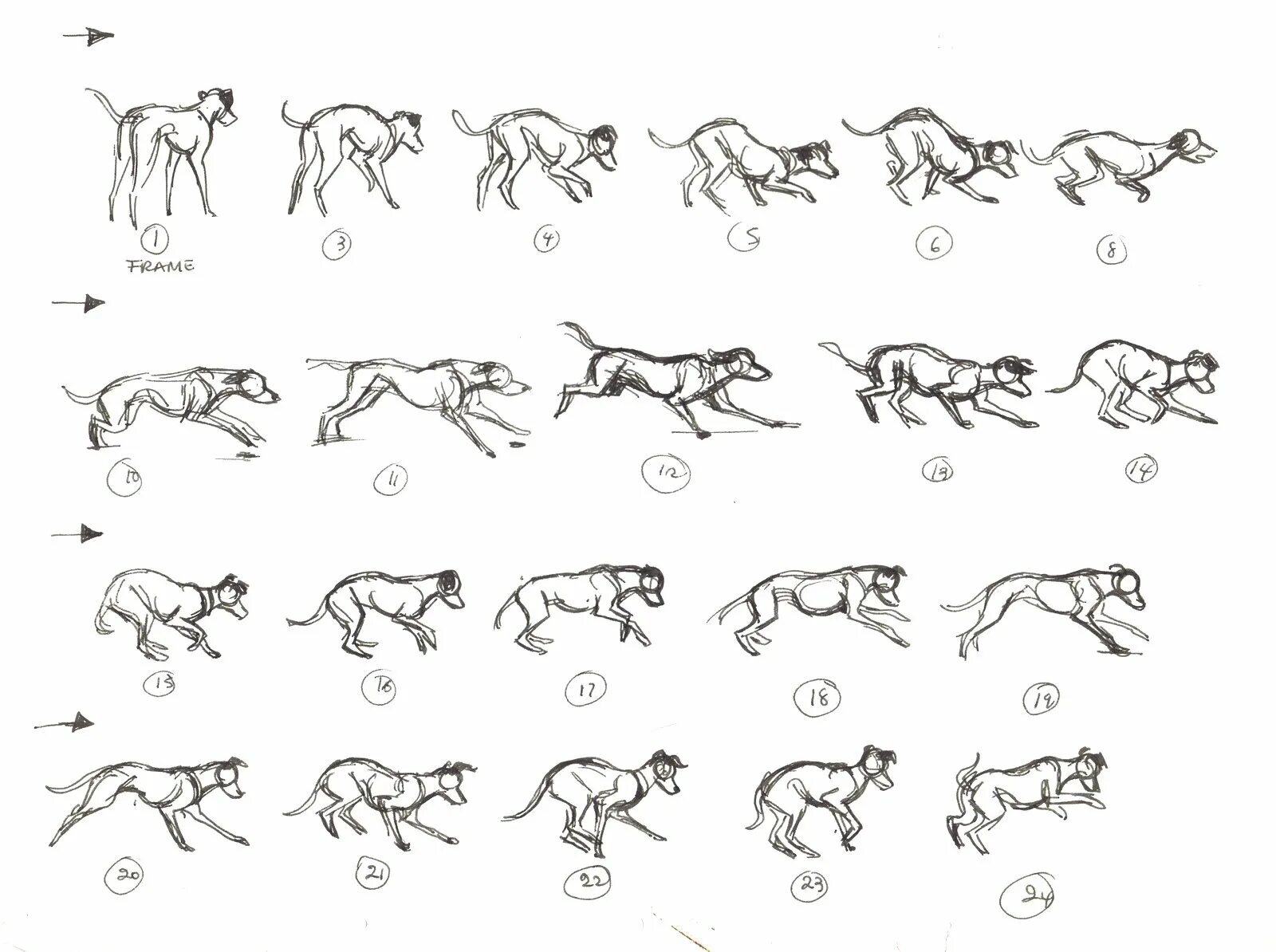 Видео по кадрам. Щенок референс бег. Собака в движении. Зарисовки собак в движении. Наброски собак в движении.