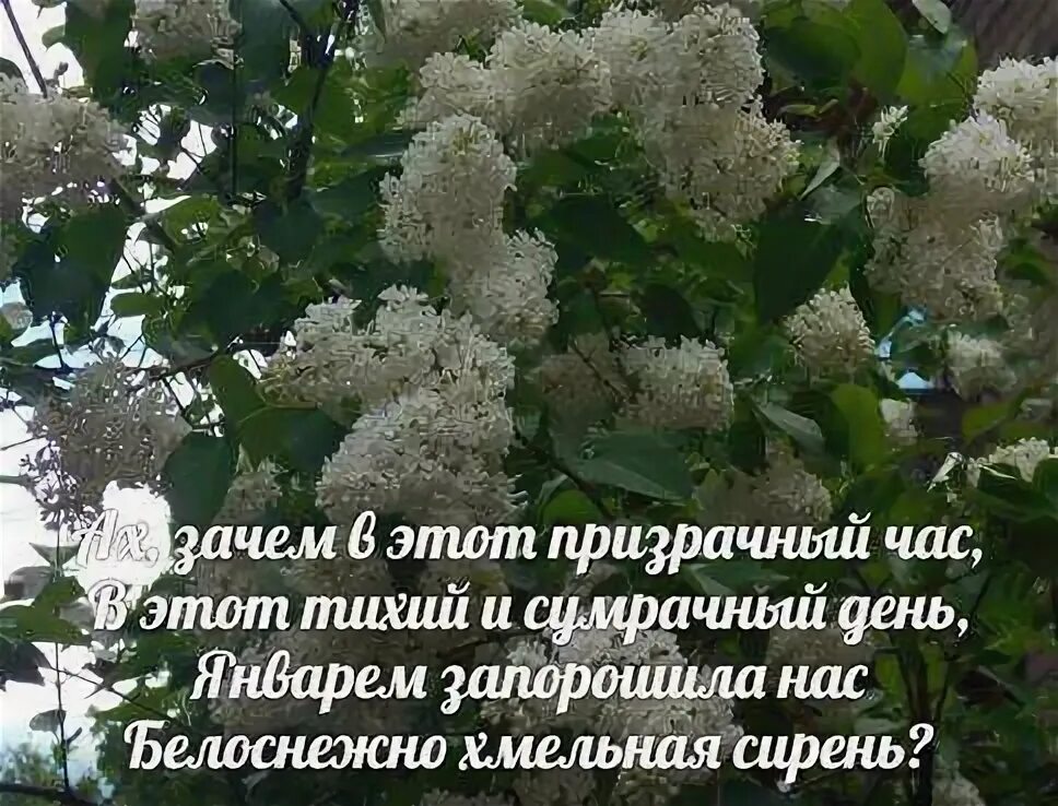 Ах почему почему почему текст. Хмельная сирень. Антонов Хмельная сирень. Антонов белая сирень. Белая сирень слова.