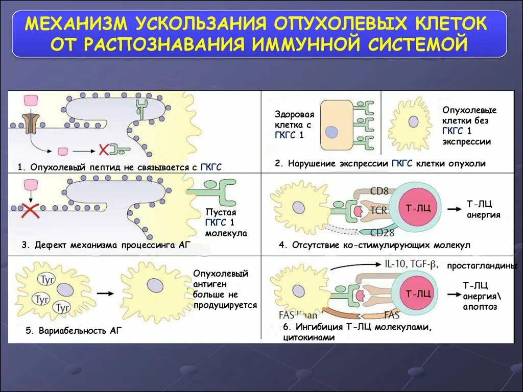 Супрессия иммунного ответа. Клетки иммунной системы на опухолевые клетки. Механизмы ускользания опухоли от иммунного ответа. Механизм ускользания опухоли от иммунологического надзора. Феномен ускользания опухолевых клеток от иммунной системы.