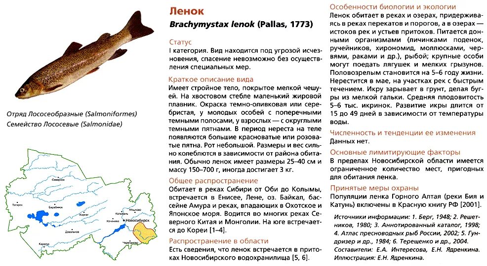 Нерестовый запрет в нижегородской области. Рыбы обитающие в Новосибирской области. Красная книга Новосибирской области рыбы. Ленок рыба красная книга. Ленок рыба краткое описание.