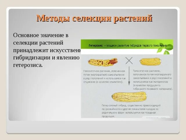 Селекция растений. Значение селекции растений. Методы селекции растений схема. Межлинейная гибридизация в селекции растений.