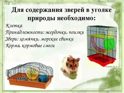 Как открыть карту в хомяке nft