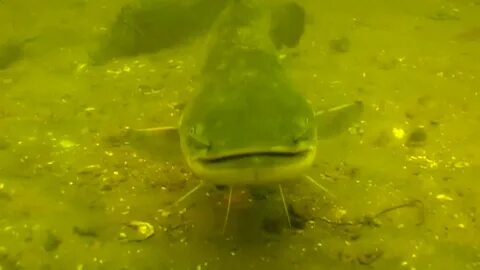 Год сома видео