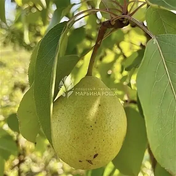 Сорт груши сибирячка. Груша лада, раннелетний (в коробке). Груша флейта описание. Груша флейта описание. Груша флейта описание.