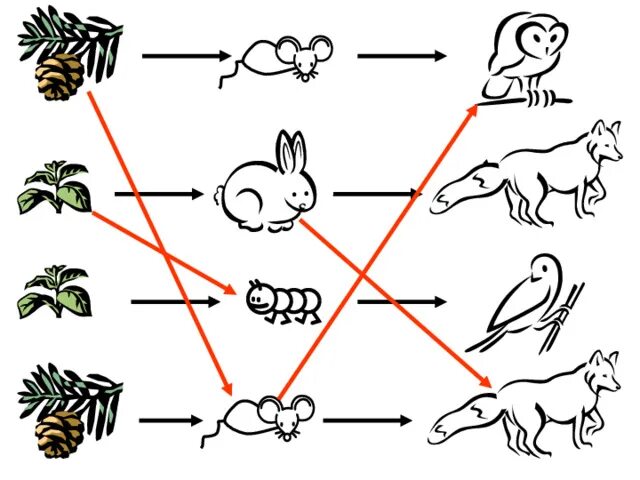 Пищевые Цепочки 2 класс окружающий мир. Пищевые Цепочки 3 класс окружающий мир. Пищевые Цепочки для дошкольников. Цепи питания в природе. Составьте 10 цепей питания