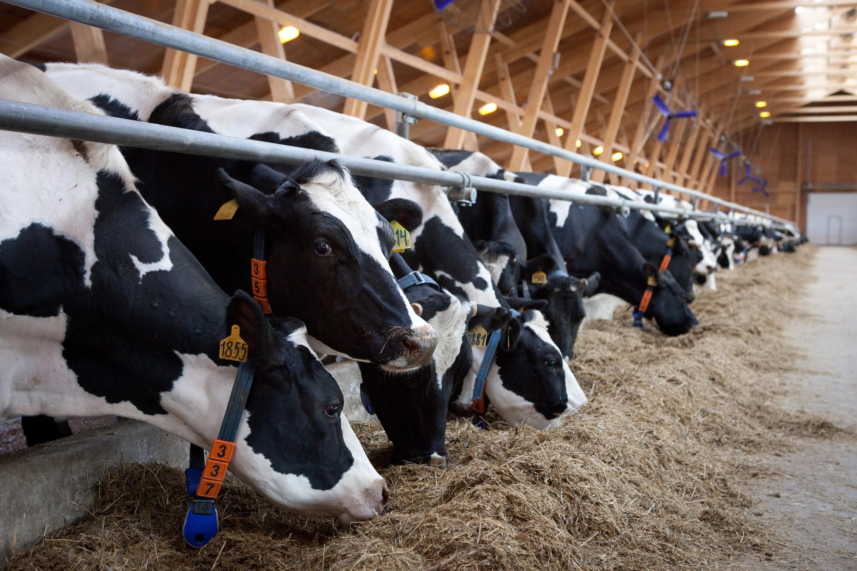 Молочное животноводство. Молочная ферма. Тюменский район тюменской области сельское хозяйство. Сельское хозяйство скотоводство. Optiduo делаваль.