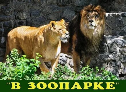 Львиный прайд новосибирск