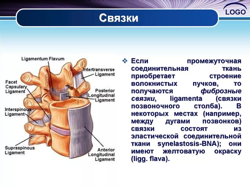 Связка называться. Функции связочного аппарата. Сухожилия и связки Тип соединительной ткани. Эластическая связка анатомия. Из чего состоят связки.