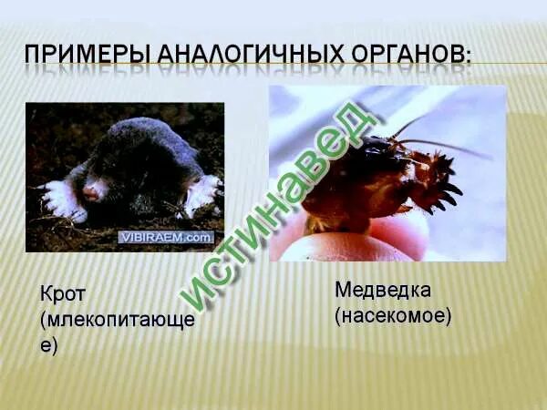 Формирование сходных морфологических признаков у разных видов.