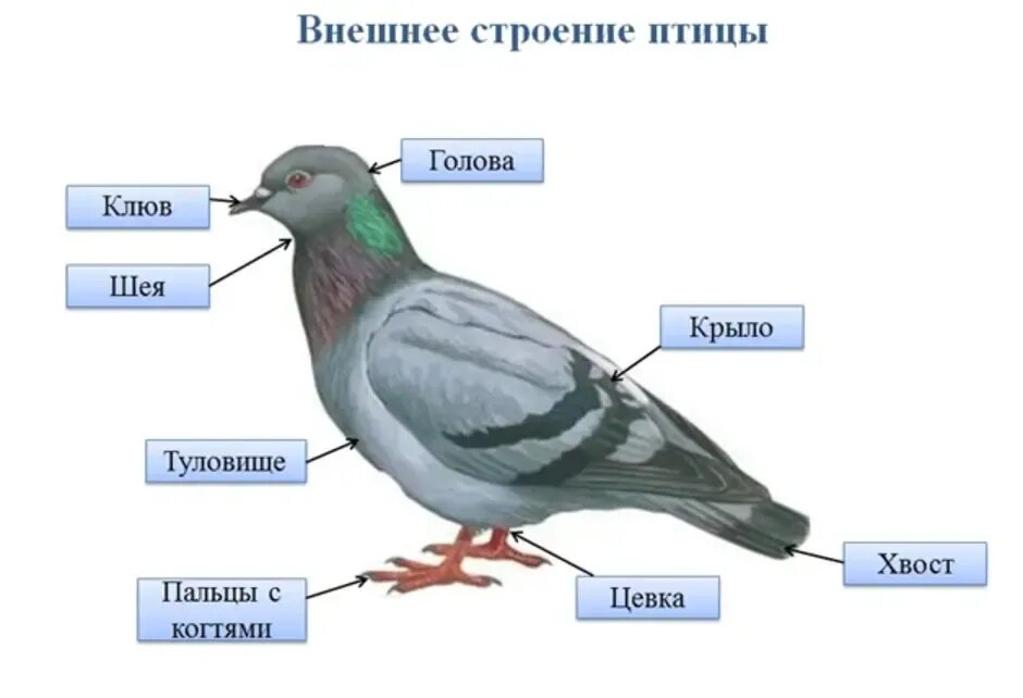 Внешнее строение птицы биология 7 класс. Класс птицы внутреннее строение голубя. Внешнее и внутреннее строение голубя. Внешнее строение птицы голубь.