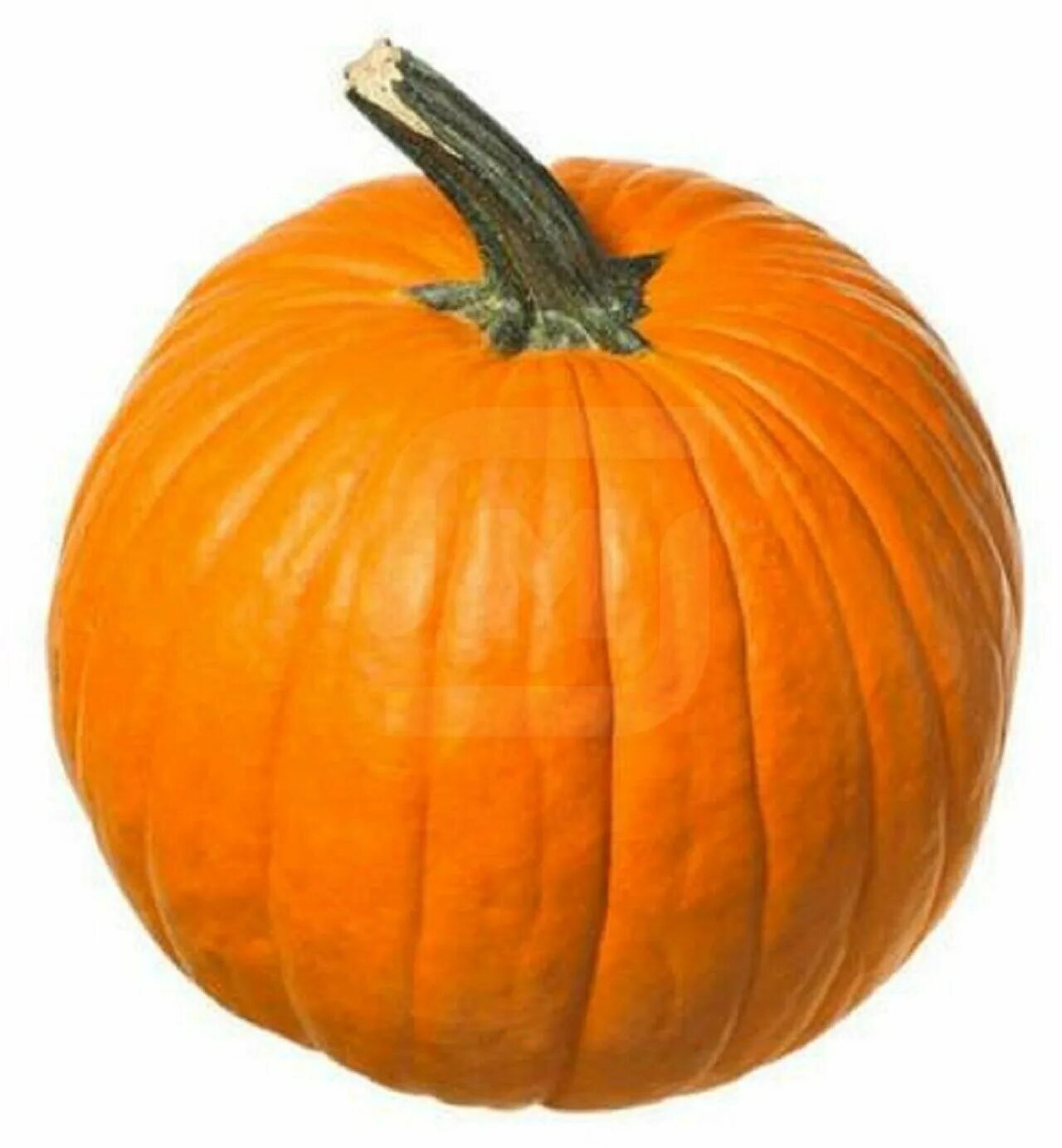 тыква оранж. тыква партнер оранж саммер f1. оранж саммер f1. тыква сорт оранж. тыква оранж саммер f1.