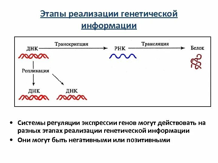 Принцип передачи генетической информации. Расшифровка генетической информации схема. основные схемы этапов реализации наследственной информации. этапы реализации генетической информации у эукариот. транскрипция. этапы реализации наследственной информации транскрипция трансляция.