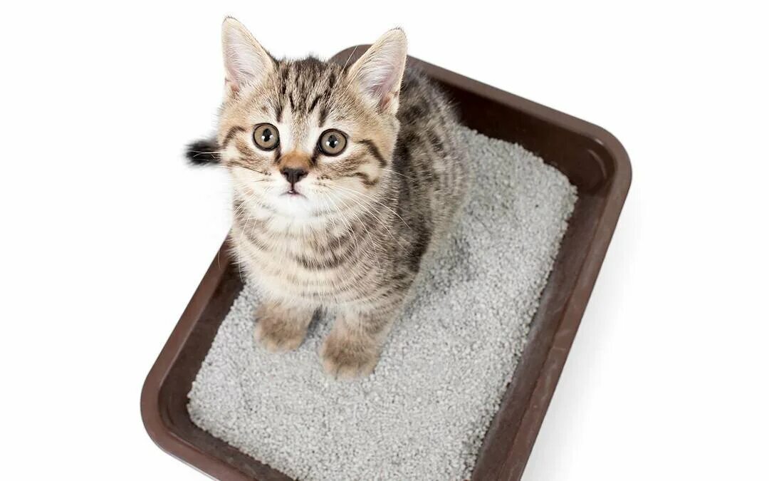Котенок ходит в горшок. Котенок ходит в горшок