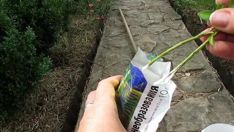 Черенкование самшита летом