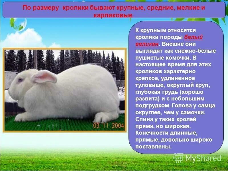 К каким животным относятся кролики. Сообщение о кролике белый великан. Презентация на тему кролики. Сообщение о кролике. Доклад про кролика.