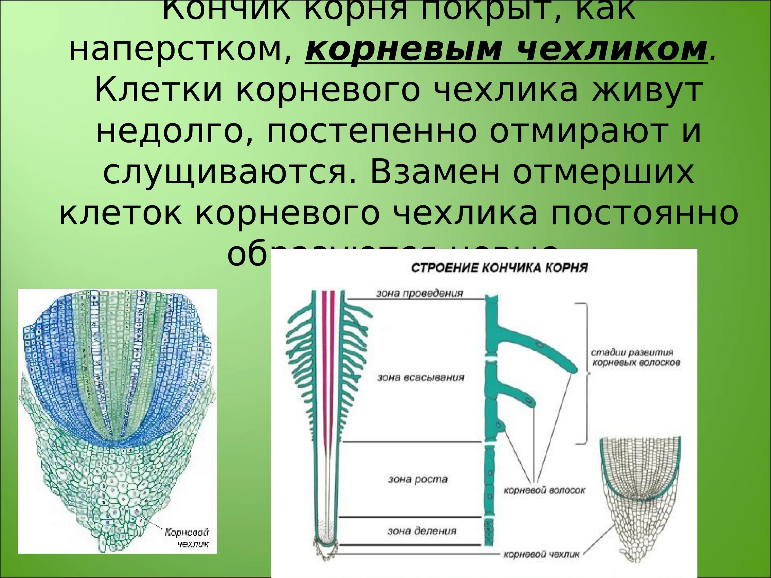 Кончик любого корня покрыт