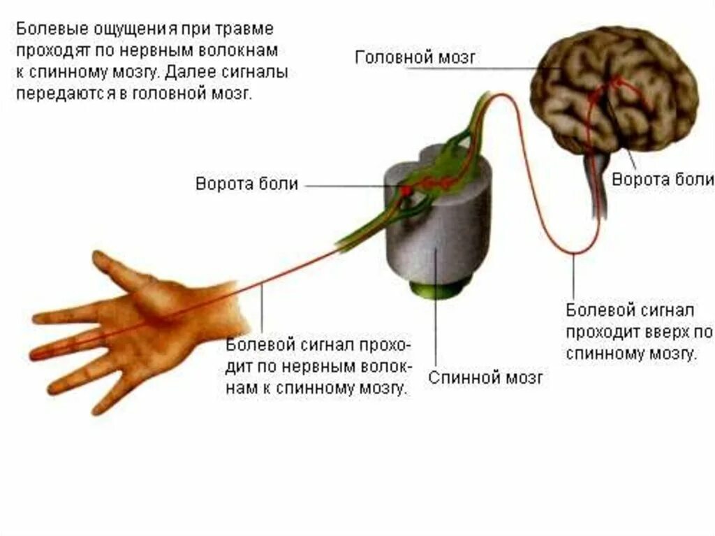 Brain sense. Передача нервного импульса в мозг. Передача нервного импульса в головной мозг. Путь передачи от рецепторов в головной мозг. Болевые рецепторы в мозге.