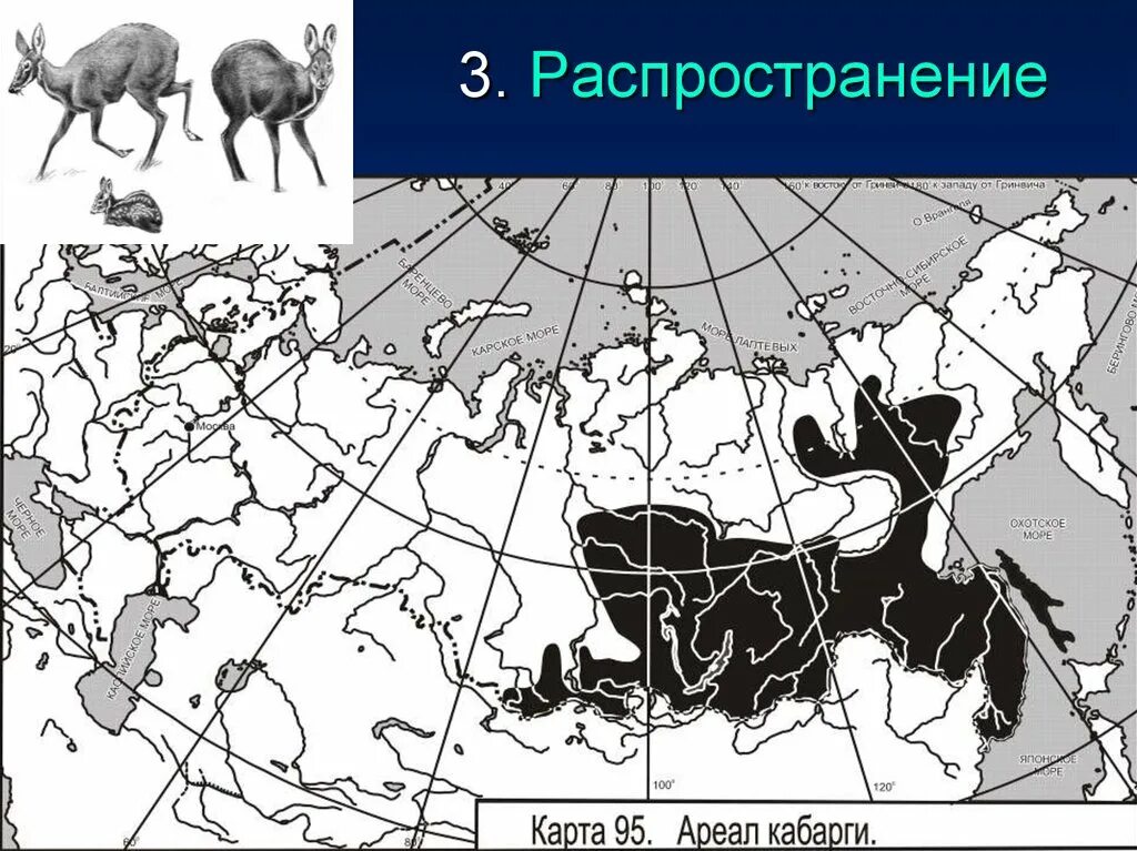 Лиственница сибирская ареал. Сибирская кабарга ареал обитания. Сахалинская кабарга ареал обитания. Кабарга ореол обитания. Сахалинская кабарга ареал обитания на карте.