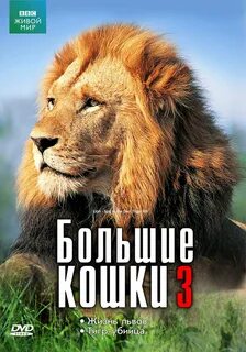 Лев отметил
