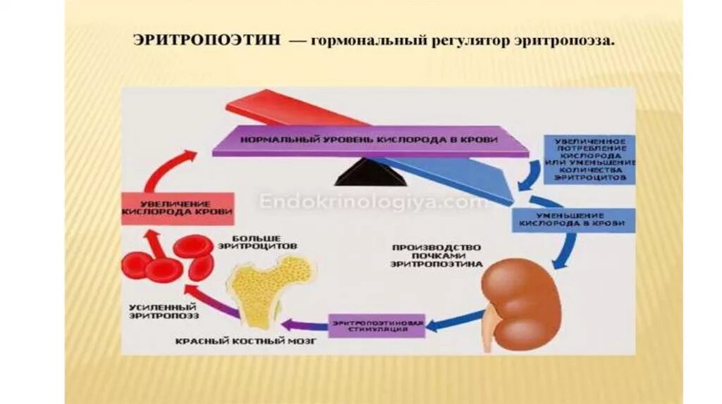 Эритропоэтин что это. Эритропоэтин. Эритропоэтин препараты. Эритропоэтин 2000. Эритропоэтин в таблетках.