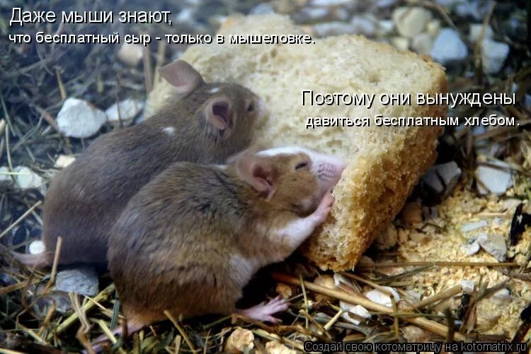 А нет мышки. Мышка в норке. мышки спрятались в норке. обидели мышку накакали в норку. нет мышам.