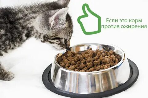 Стерилизация кормов
