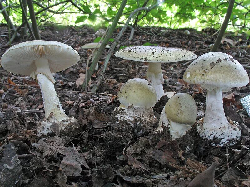 Бледная поганка гриб. Бледная поганка (Amanita phalloides). Бледная поганка (мухомор зеленый). Бледная поганка на Камчатке.