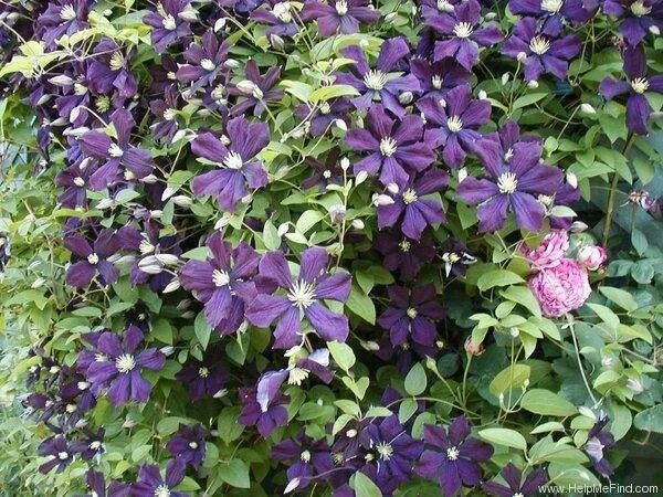 Clematis 'Étoile Violette' (Large Plant) - Clematis Plants - Thompson & Morgan P