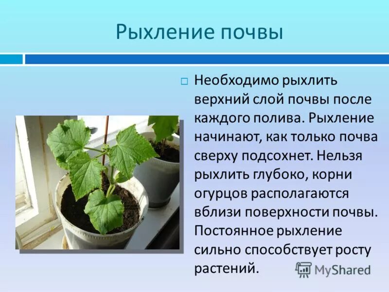 Почему в описанном опыте. Рыхление почвы. Правила рыхления почвы. Рыхление почвы биология. Рыхление почвы это 6 класс.