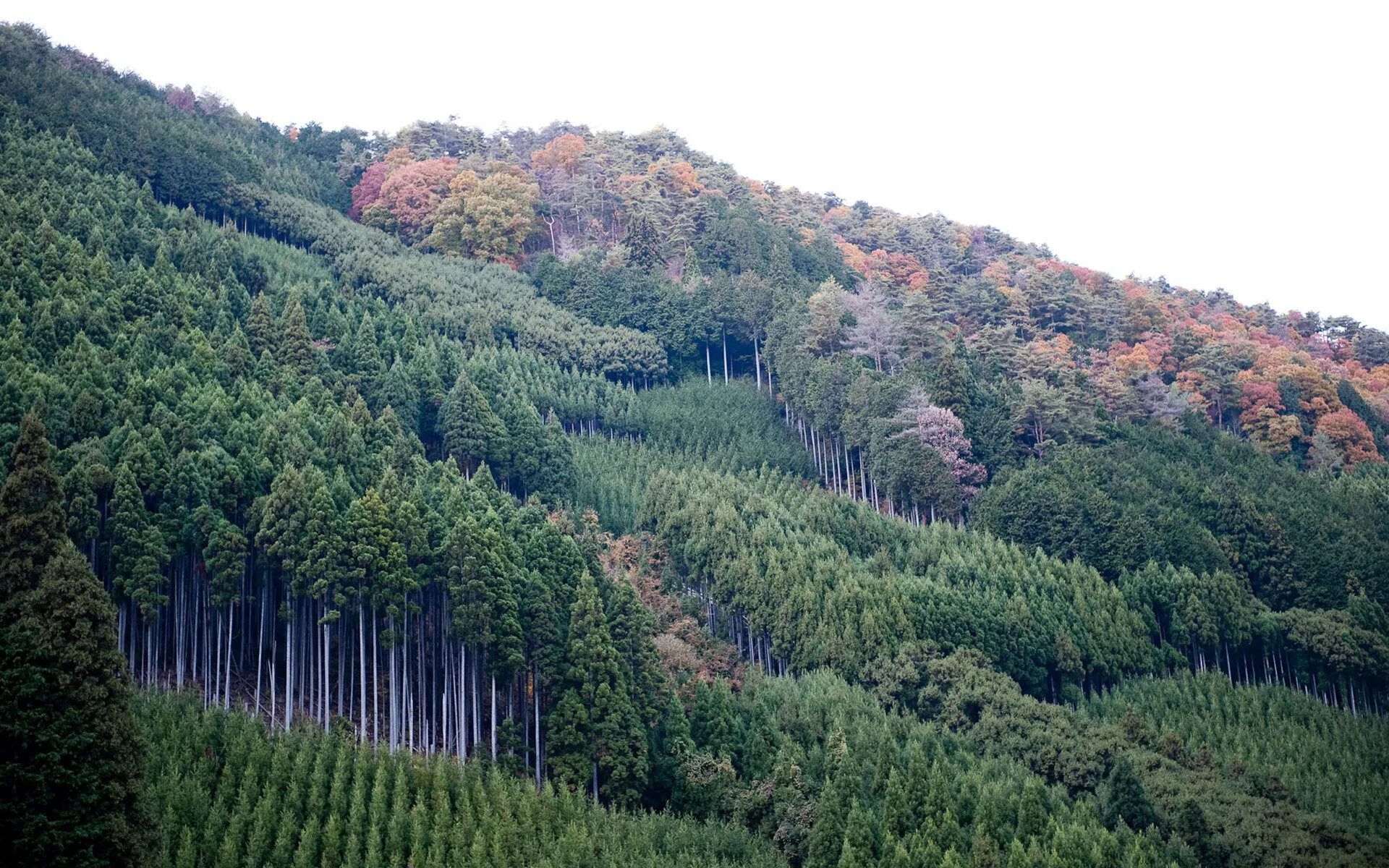 Вечнозеленая страна. Широколиственные леса Южной Кореи. Широколиственные леса Северной Кореи. Леса Японии Хоккайдо. Широколиственный лес Японии.
