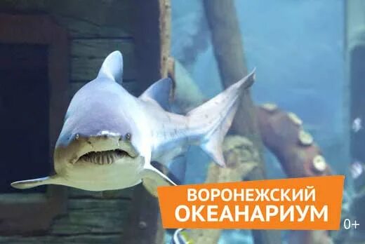 Океанариум воронеж график работы. Сити парк град воронеж океанариум. океанариум воронеж сити парк расписание. океанариум воронеж сити парк град расписание. карта сити парк град воронеж океанариум.