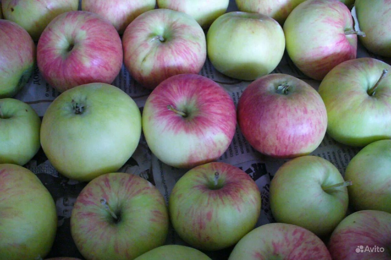 Сладкие сорта яблок для средней