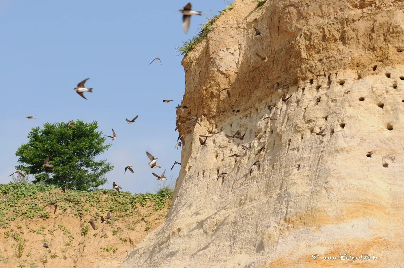 лапками и клювиками они роют