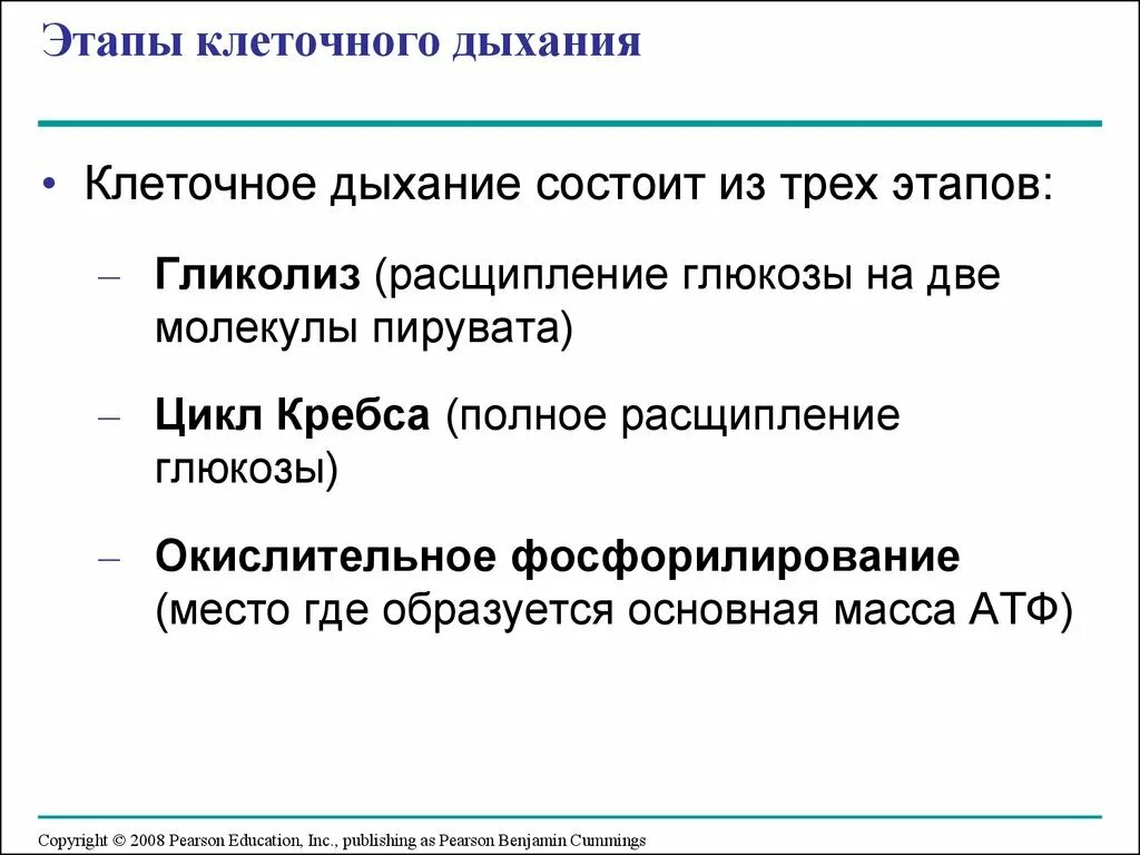 Этапы клеточного дыхания таблица. 3 Фаза процесса дыхания. Этапы клеточного дыхания. Основные этапы клеточного дыхания. Этапы дыхания состоят из