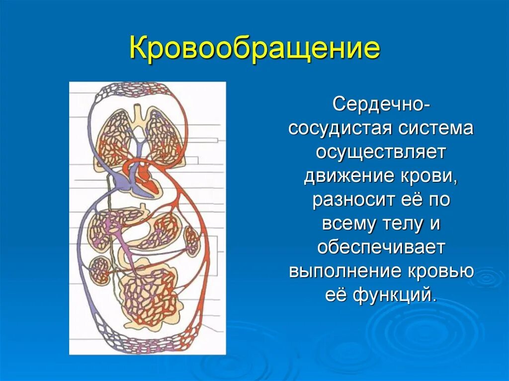 Кровообращение проверочное. Малый и большой круг кровообращения человека схема анатомия. Сердце сердечно сосудистая система круги кровообращения. Сердечно сосудистая система большой круг кровообращения. Сосуды малого круга кровообращения анатомия человека.