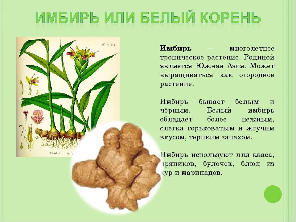 Состав имбиря корня. Растение из корня имбиря. Корневище имбиря лекарственного. Корень имбиря строение. Имбирь полезные советы.