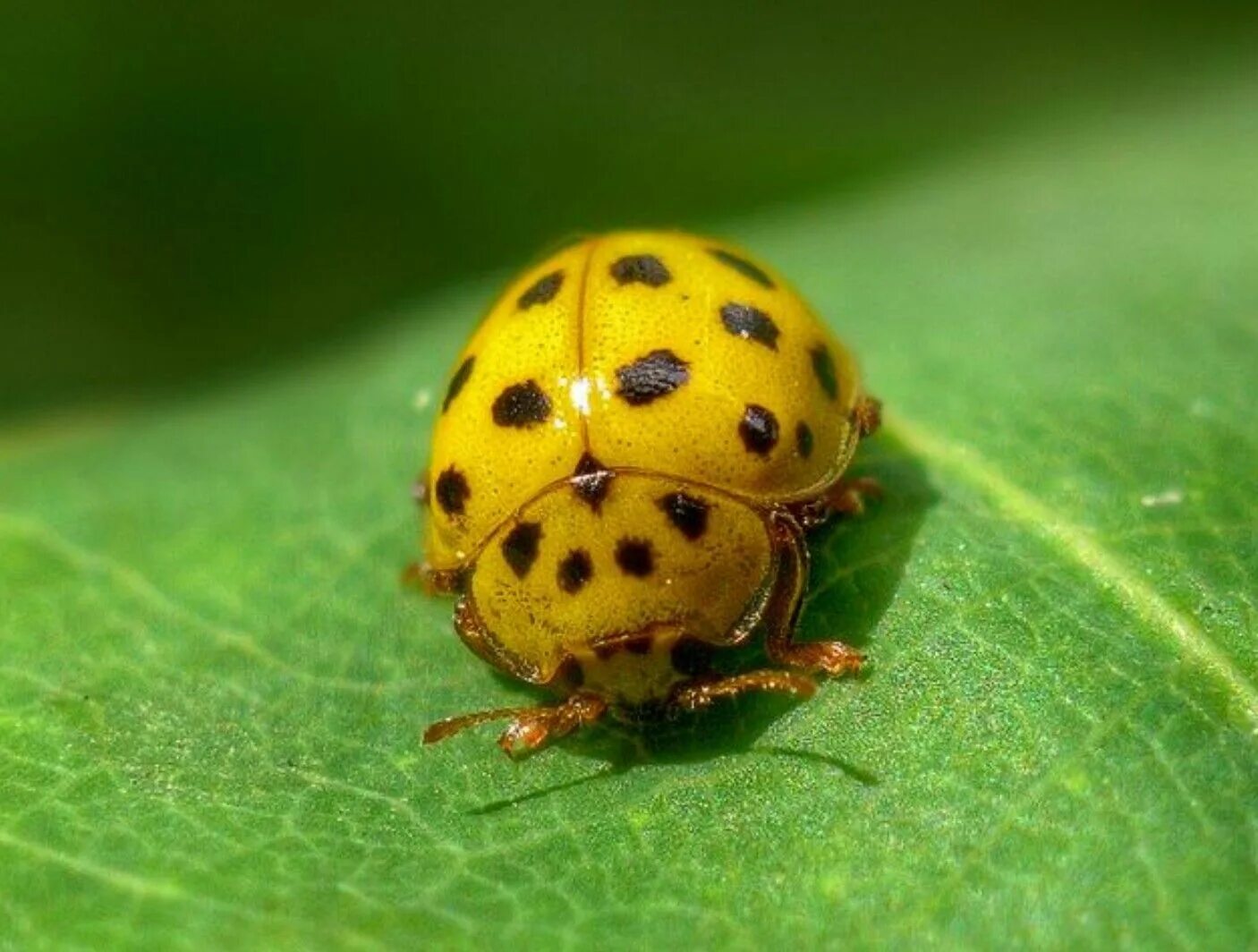 Похожая на божью коровку. Двенадцатиточечная Божья коровка (Coleomegilla maculata). 14 Точечная Божья коровка. 28 Точечная Божья коровка. 28 Точечная картофельная коровка.