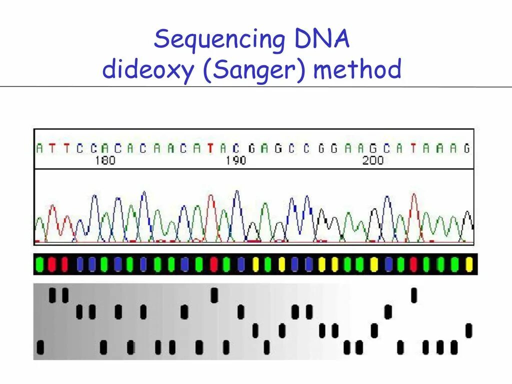 Метод секвенирования днк. Фредерик Сенгер секвенирование. Секвенирование метод Сэнгера. Секвенирование ДНК хроматограмма. Секвенирование ДНК метод Сэнгера.