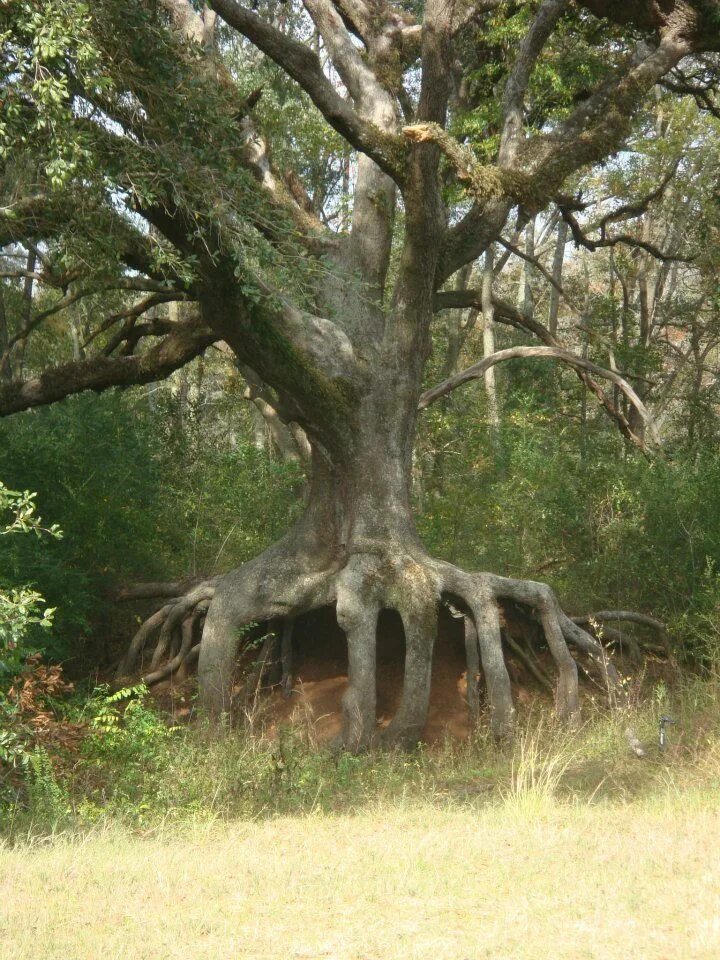 Ancient trees