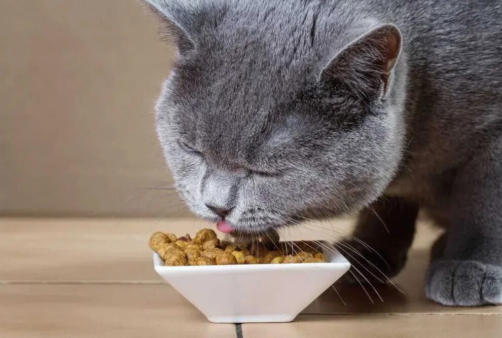 Можно ли котам давать творог