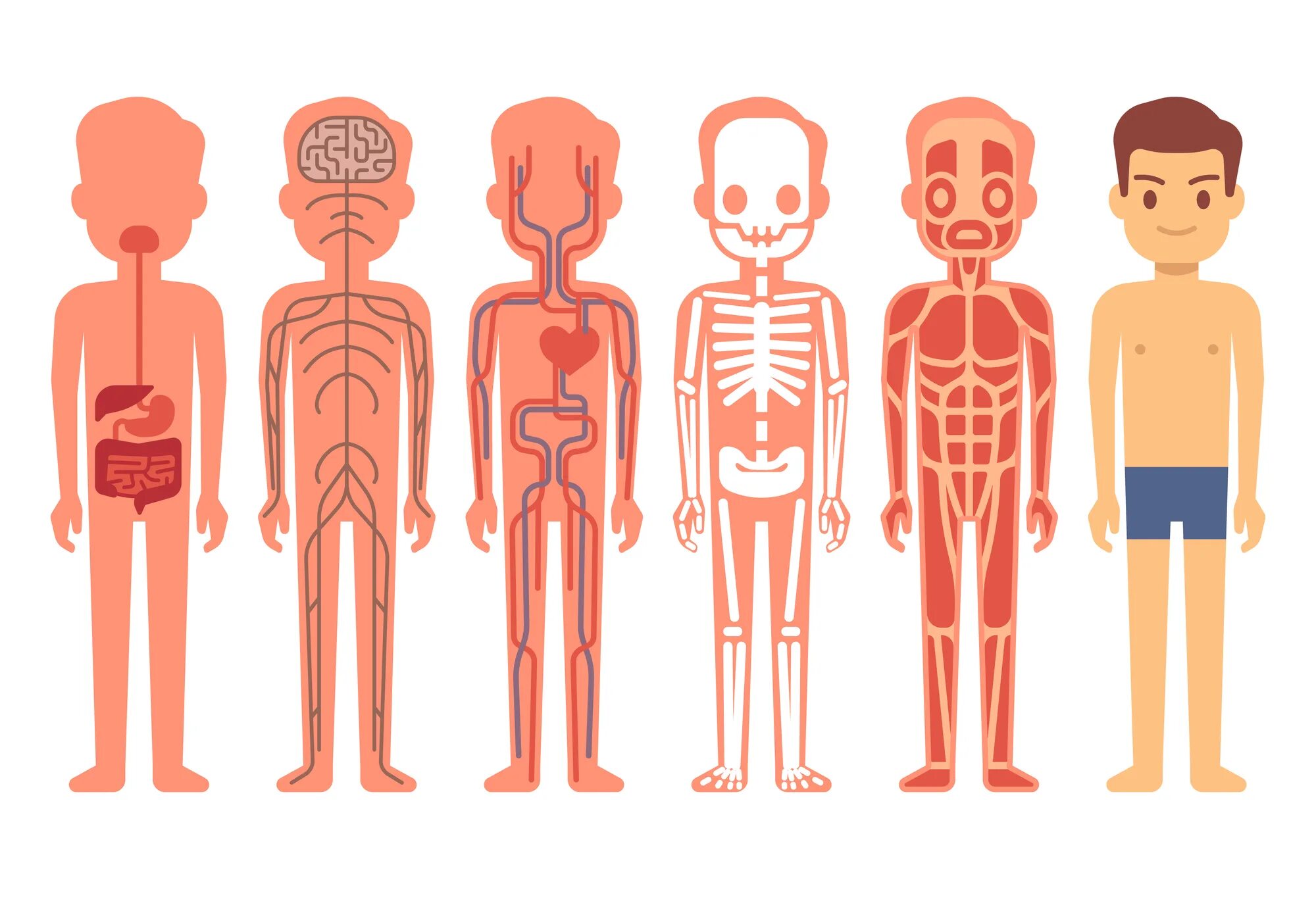 Bodily functions